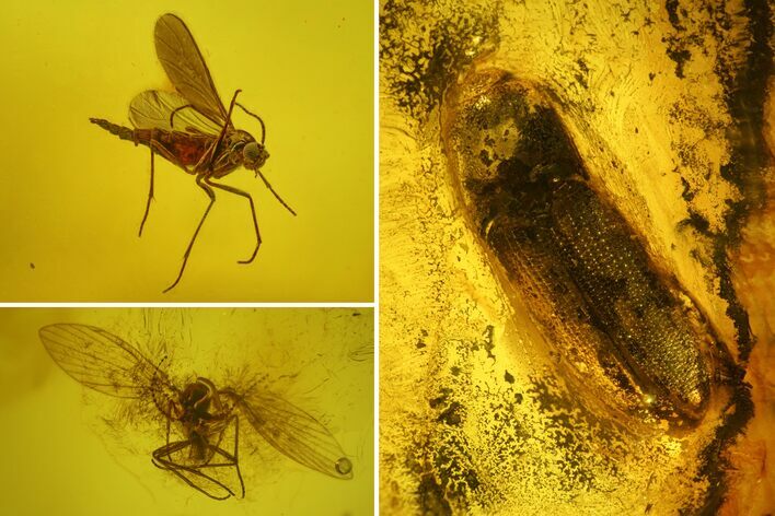 Fossil Beetle (Coleoptera) & Two Flies (Diptera) In Baltic Amber #150759